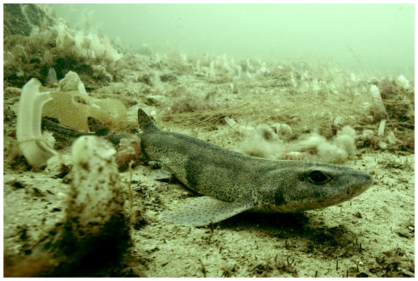 ireland diving